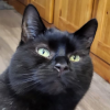 Boots — the culprit